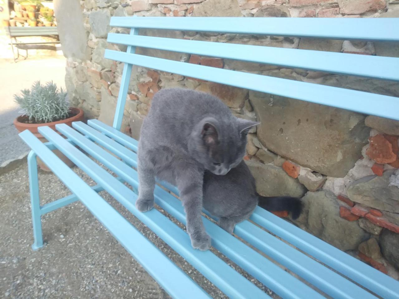 Ai Bastiani Villa Capannori Buitenkant foto